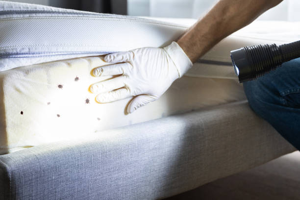 Best Emergency Pest Control  in Belleair Bluffs, FL