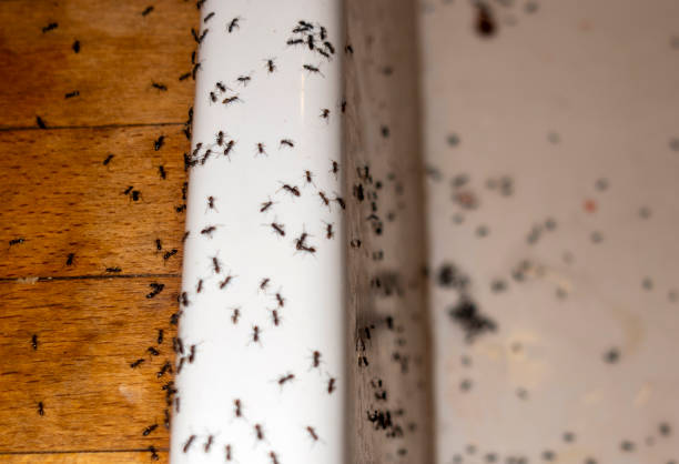Best Pest Prevention Services  in Belleair Bluffs, FL