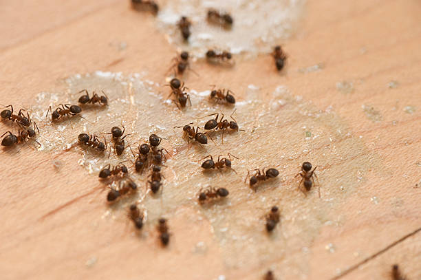 Best Wasp Removal Services  in Belleair Bluffs, FL