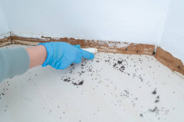 Best Pest Removal Services  in Belleair Bluffs, FL