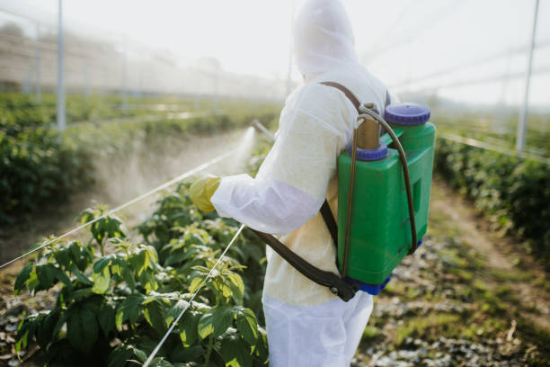 Best Wasp Removal Services  in Belleair Bluffs, FL